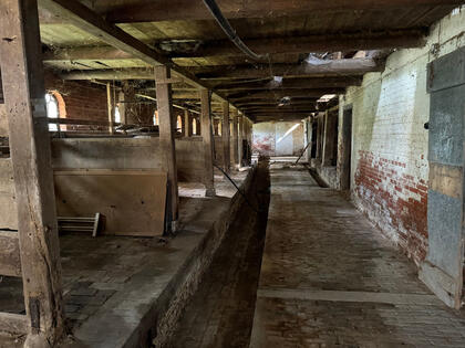 In Friesland waren die Kühe traditionell mit dem Kopf zur Außenwand aufgestallt © Julia Ricker, Interessengemeinschaft Bauernhaus